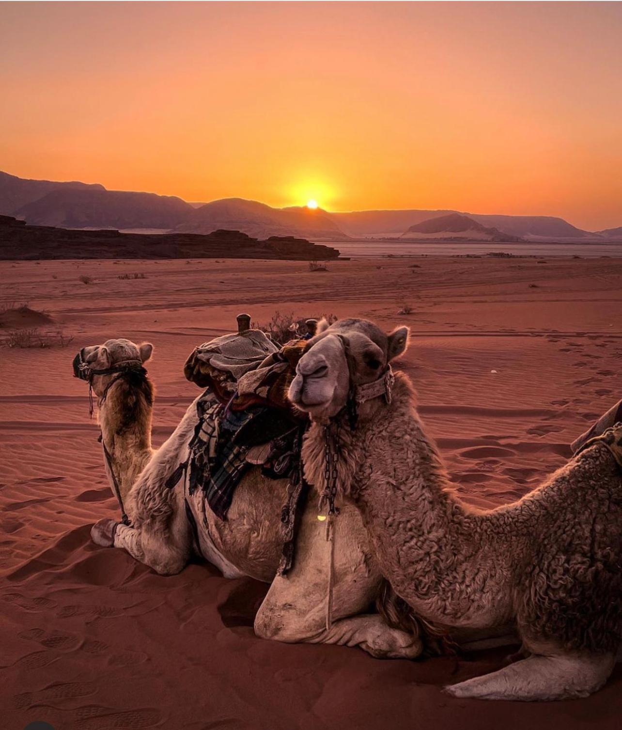 Desert Bedouin Adventure Wadi Rum Exterior photo